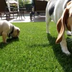 Synthetic Pet Turf Company San Diego, Artificial Pet Grass Backyard Installation